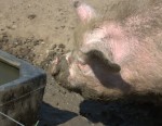 Jimmys pig 2