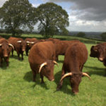 Ruby Red Cattle in the fields at Pipers Farm in Glorious Devon