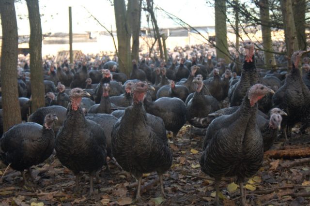 Kelly Bronze Turkeys in the Woods