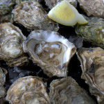 Golfe Du Morbihan Oysters