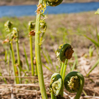Foraging for fiddlehead ferns on the banks of the Miramichi river in New Brunswick, Canada