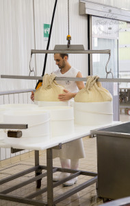 Fitting fresh Grana Padano PDO into the traditional moulds