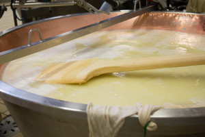 The paddle used to get the new cheese to the surface of the vat when making Grana Padano PDO