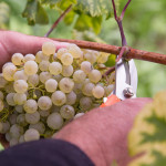 The story behind Prosecco Superiore CV DOCG- harvesting the grapes