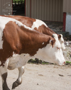 Montbéliarde cows. Most milk for Comte cheese comes from this breed.