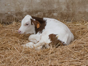 Montbéliarde calf. Most milk for Comte cheese comes from this breed.