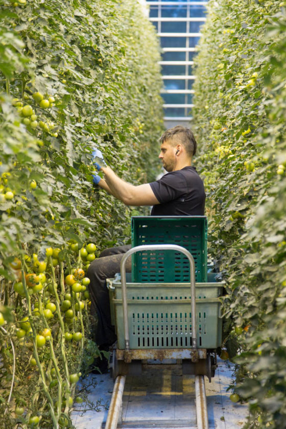 The story behind Iceland tomatoes and grown produce