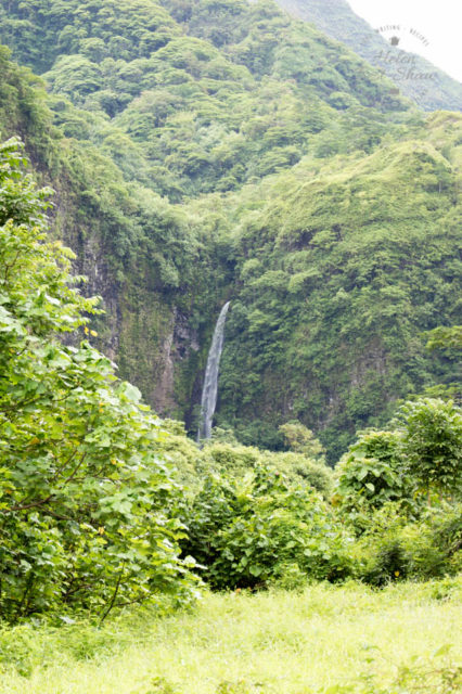 The deep lush forests of the Tahitian Papenoo Valley