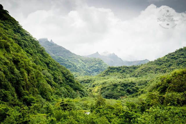 The deep lush forests of the Tahitian Papenoo Valley