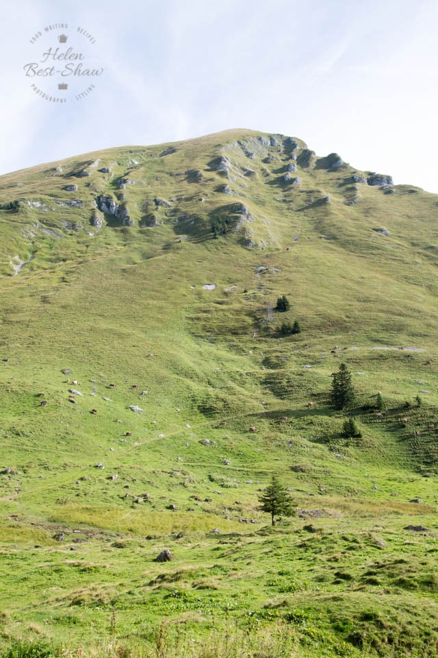 Rugged high alpine pastures