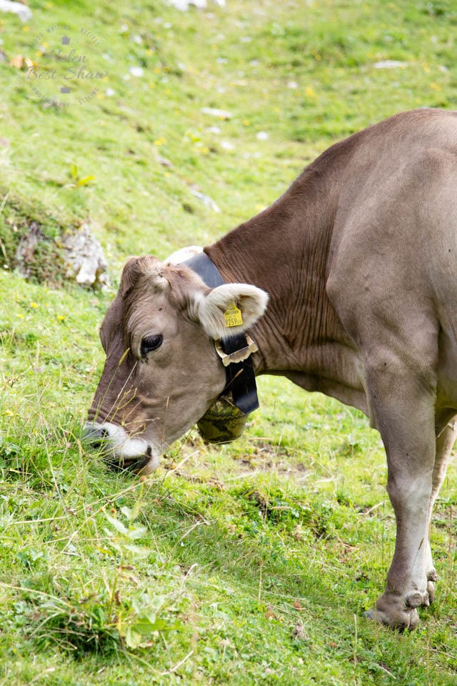 Cows grazing in high Alpine pastures in Austria