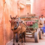 Traditional transport of a donkey cart in Marrakech