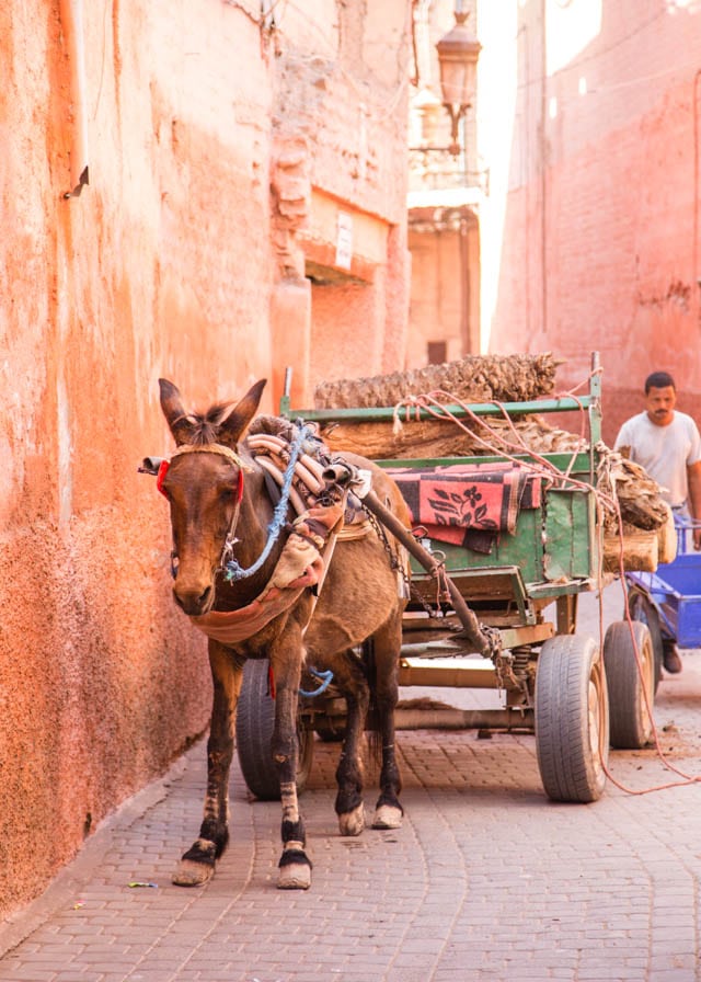 Traditional transport of a donkey cart in Marrakech