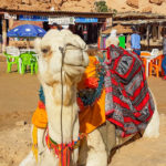 Tunisia is a nation brimming with culture and history, sadly currently suffering from turbulent times. One for the intrepid traveller or for your bucket list