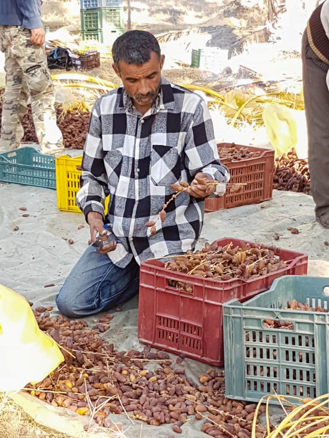 A visit to the International Festival of Dates in Kebili