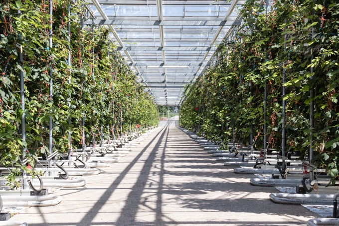 Blackberry plants growing in a large greenhouse. In the centre of the picture is a wide avenue. Shadows from the glasshouse structure draw the eye to the centre of the picture.