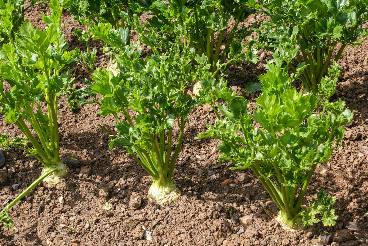 Celeriac plants growing in a field, the shoulders of the creamy bulbs just showing above the ground and the crisp fresh upright stems supporting bright green leaves.