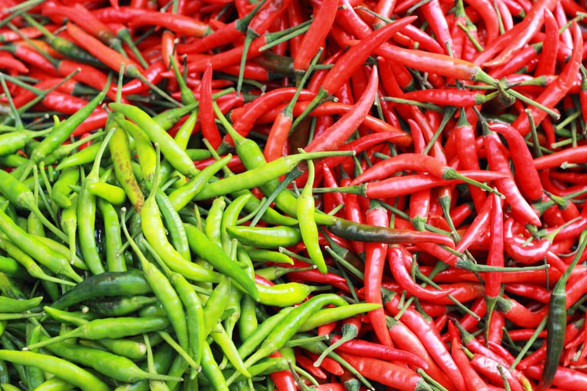 Green chilles and red chillies - different but equally fierce