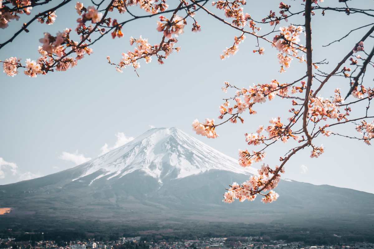 Mount Fuji with cherry blossoms in the foreground - the world's image of Japan.