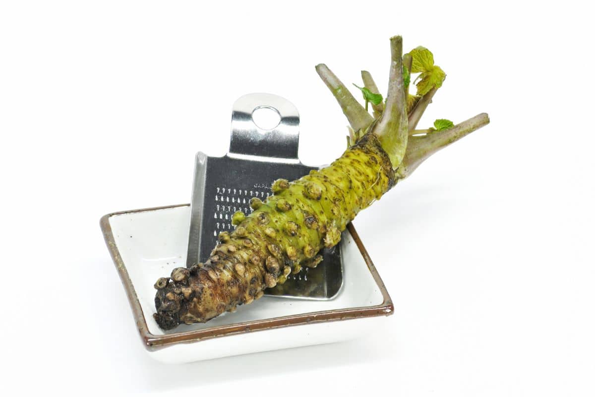 Whole wasabi root and grater.