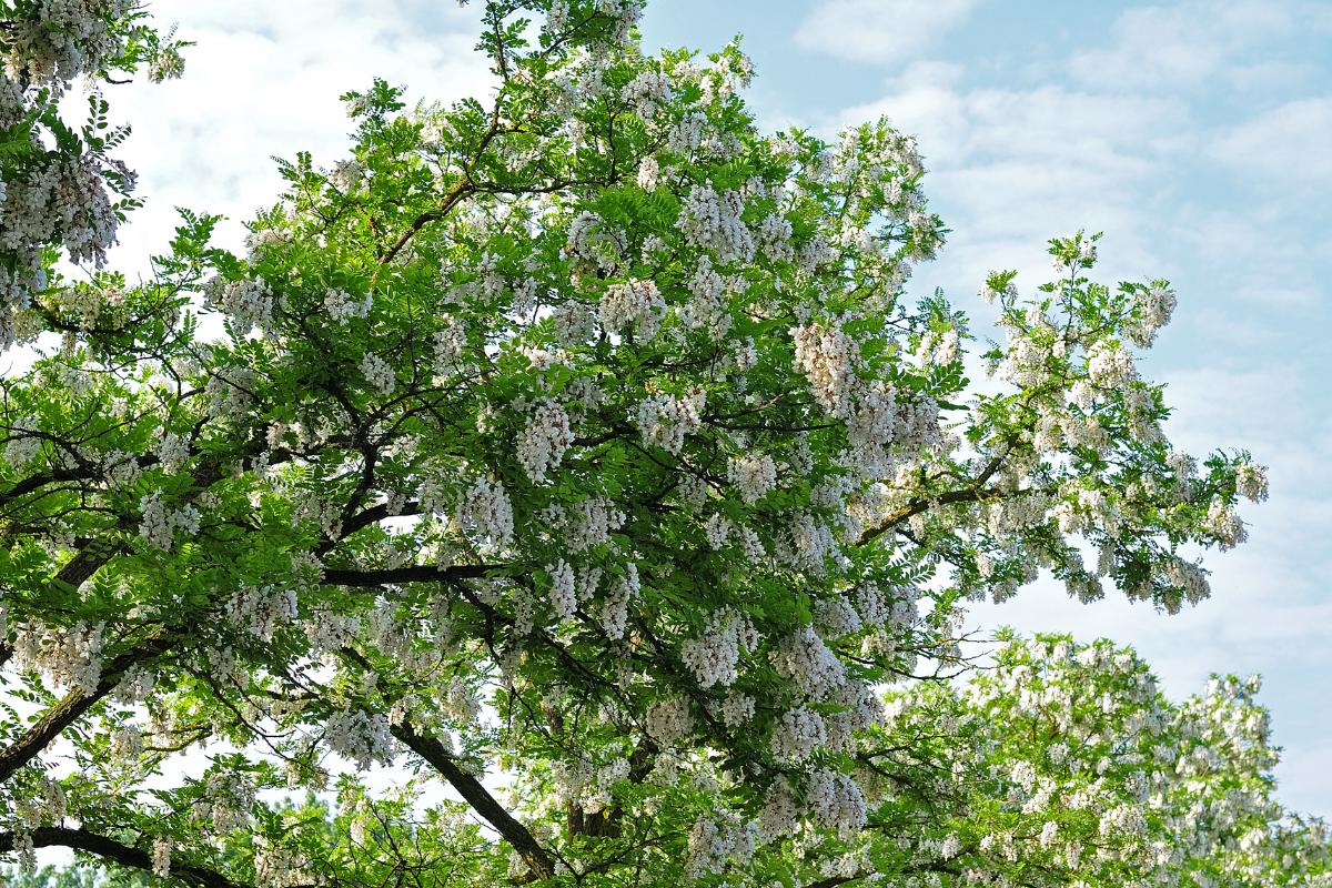 An acacia tree with lots of tendrils of white blossom hanging from the branches.