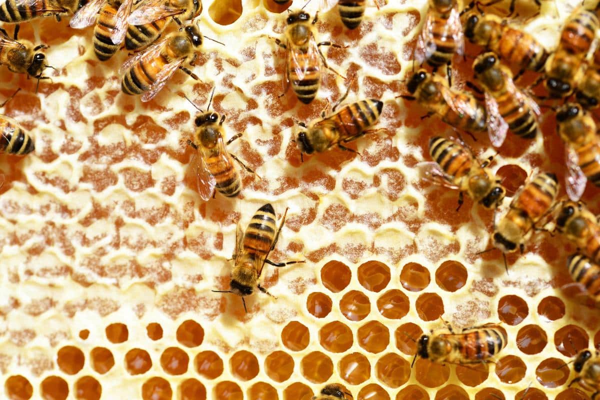 A close up of bees on a sheet of honeycomb. Some cells are capped closed, some remain open.
