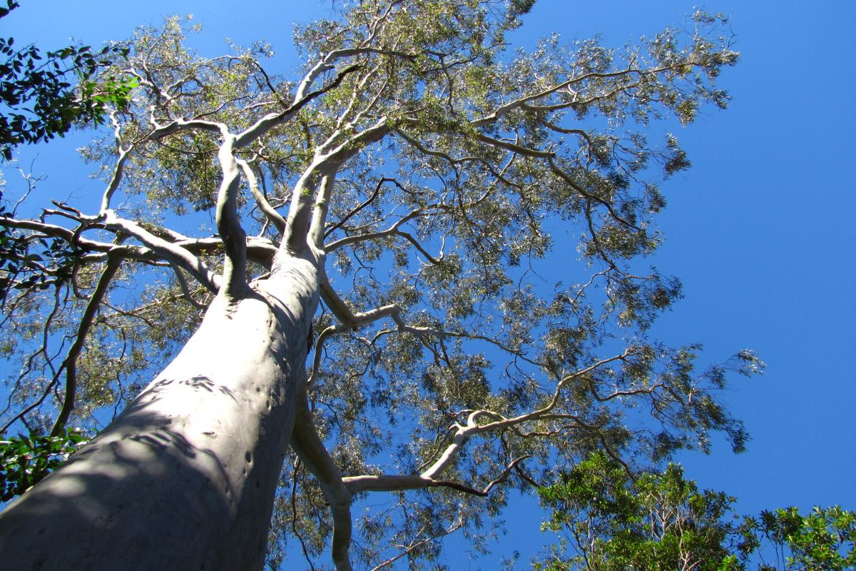From below, looking straight up at a eucalyptus tree, the branches contrasting against the blue sky.