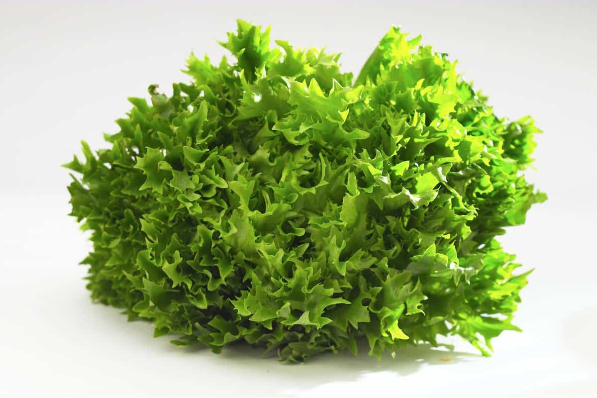 Curly endive, a leafy green vegetable also known as frisée.