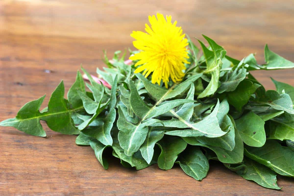 Vibrant and nutritious leaves of the dandelion plant