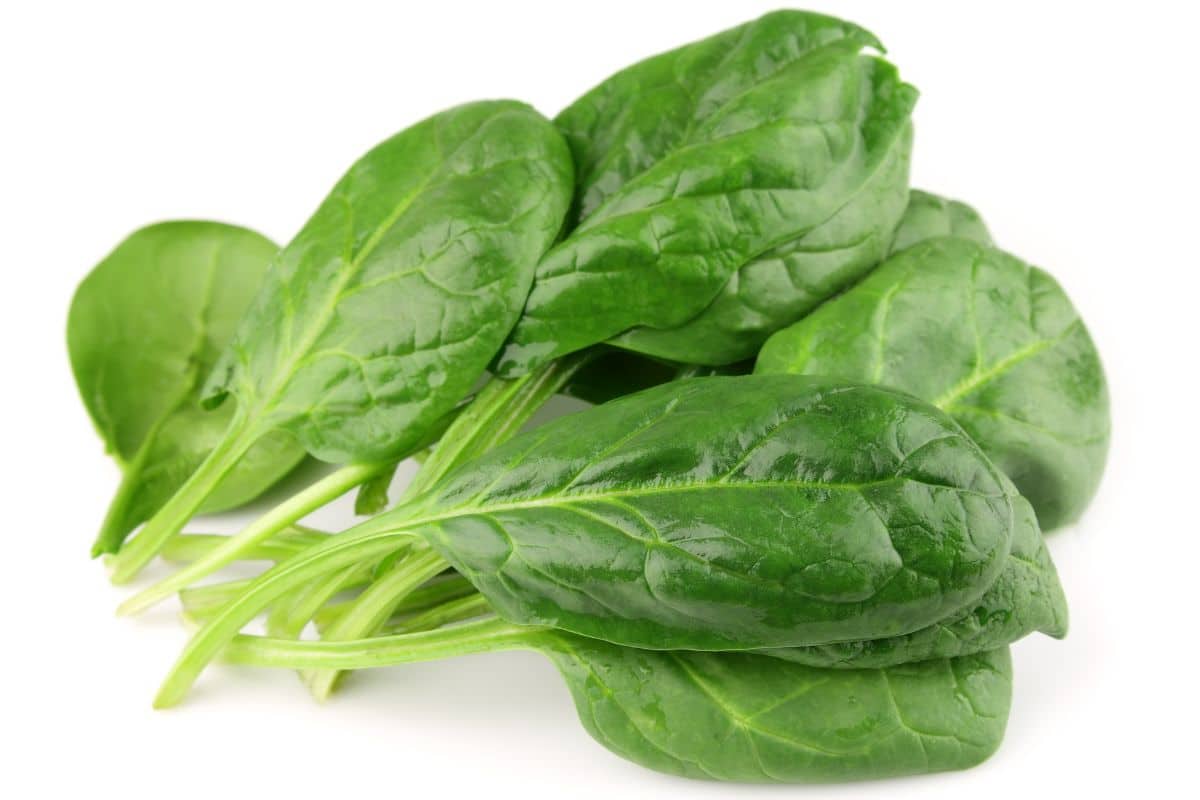 Fresh baby spinach leaves, the dark green colour a clue to their high iron content.