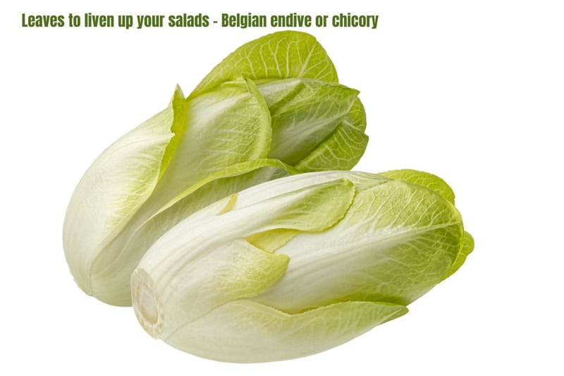 two whole white and pale green chicory
