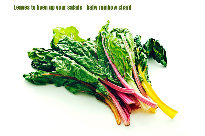 Rainbow chard has green leaves and colourful stems in orange, pink, yellow and white