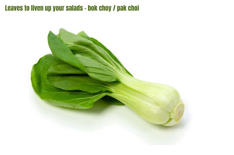 a whole bok choi dark green leaves and white stalks