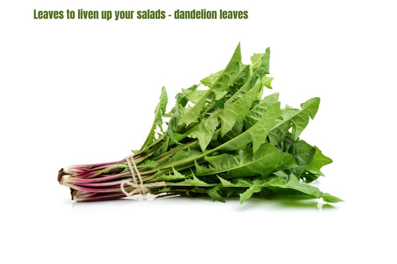 saw toothed dandelion leaves with a blush purple stalk