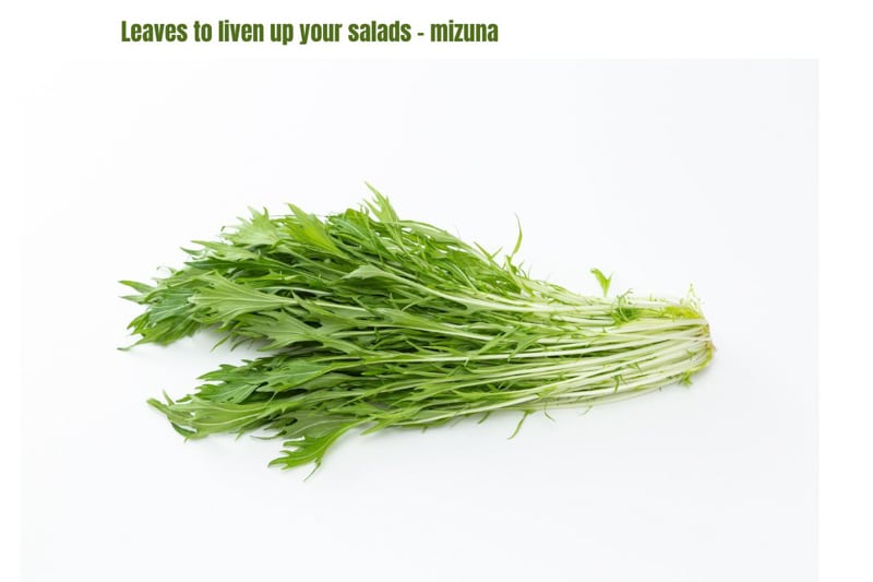 thin spindly mizuna leaves with long white stalks