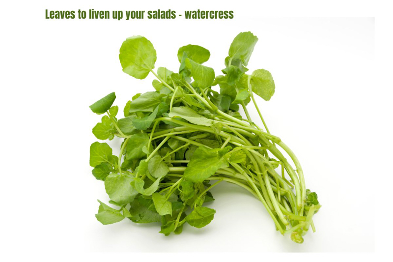 a bunch of watercress with mid green circular shaped leaves