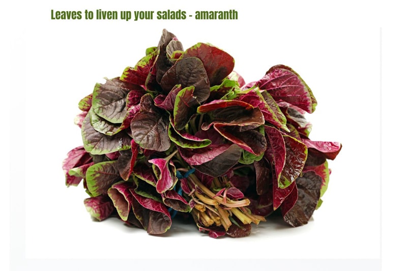 dark green and purple amaranth leaves