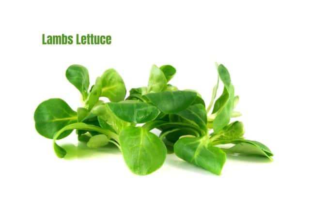 a few pieces of lambs lettuce