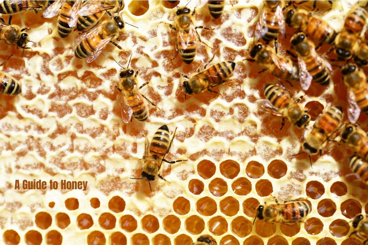 bees on a honey comb