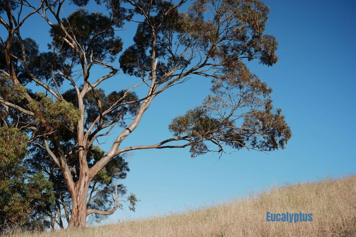 a eucalyptus tree with dried grass beneath
