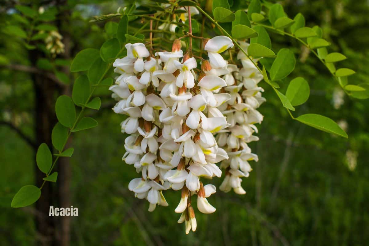 white acacia flowers