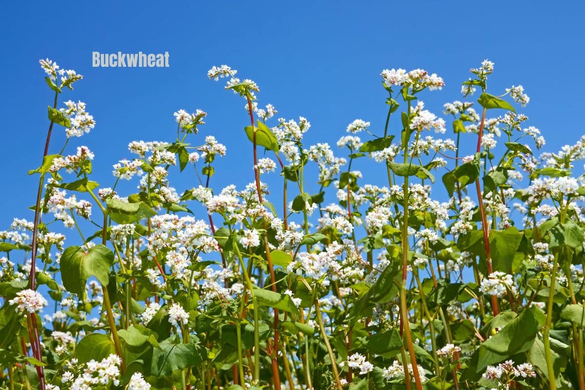 white buckwheat flowers against a blue sky