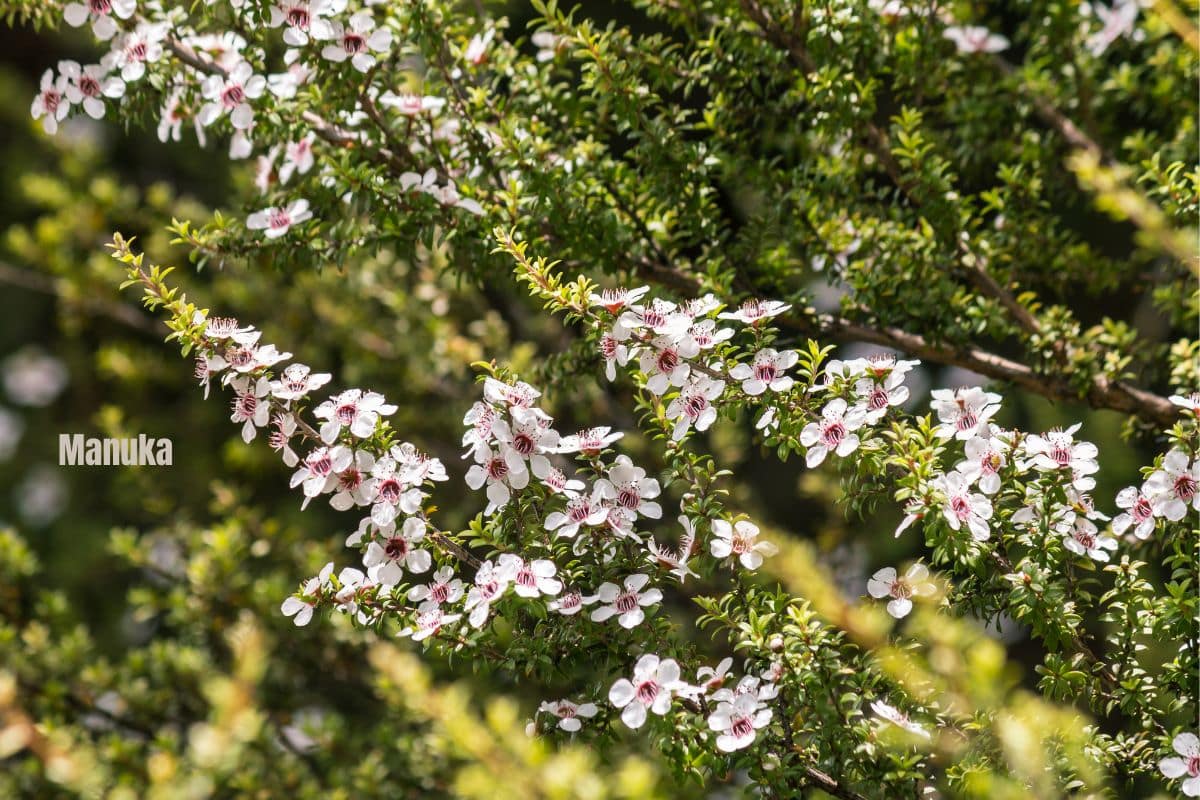 white manuka flowers with a purple centre